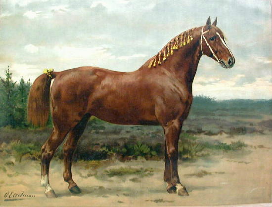 Gelderlander (rasa koni)