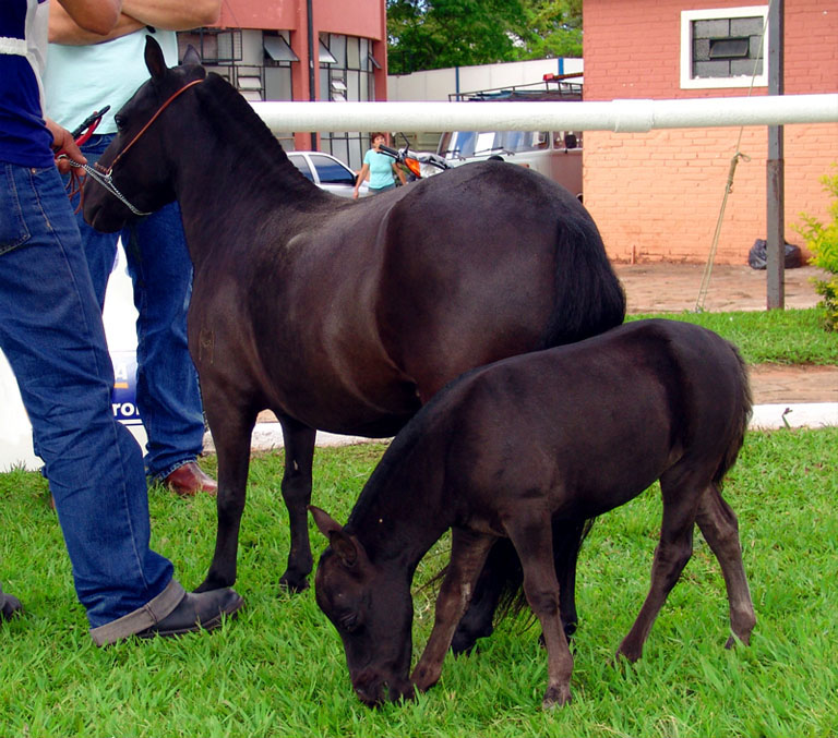 Brazilian pony