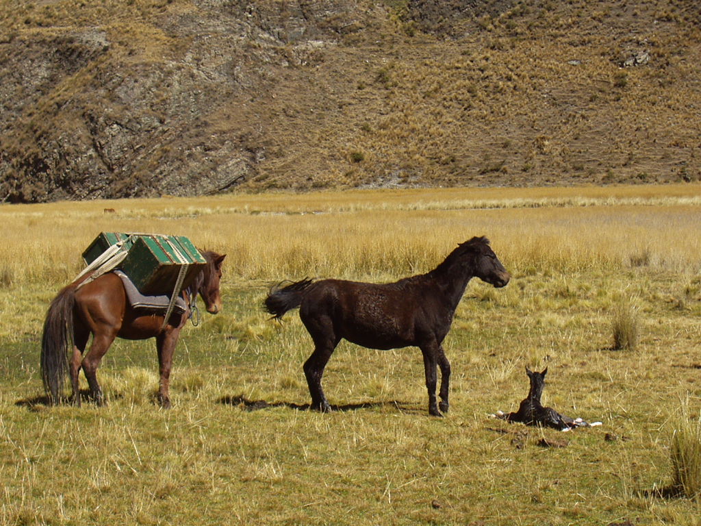 Andean