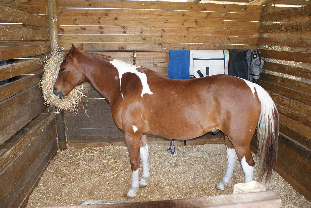 Boer Pony