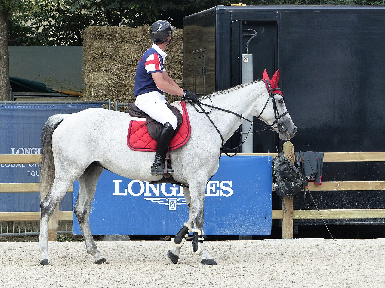 Sachsen-Anhaltiner Warmblut