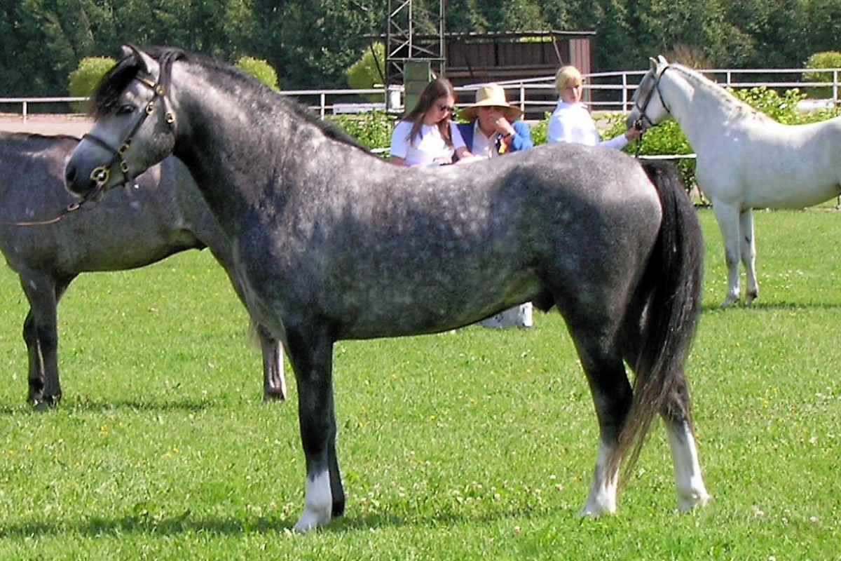 Walijski kuc górski