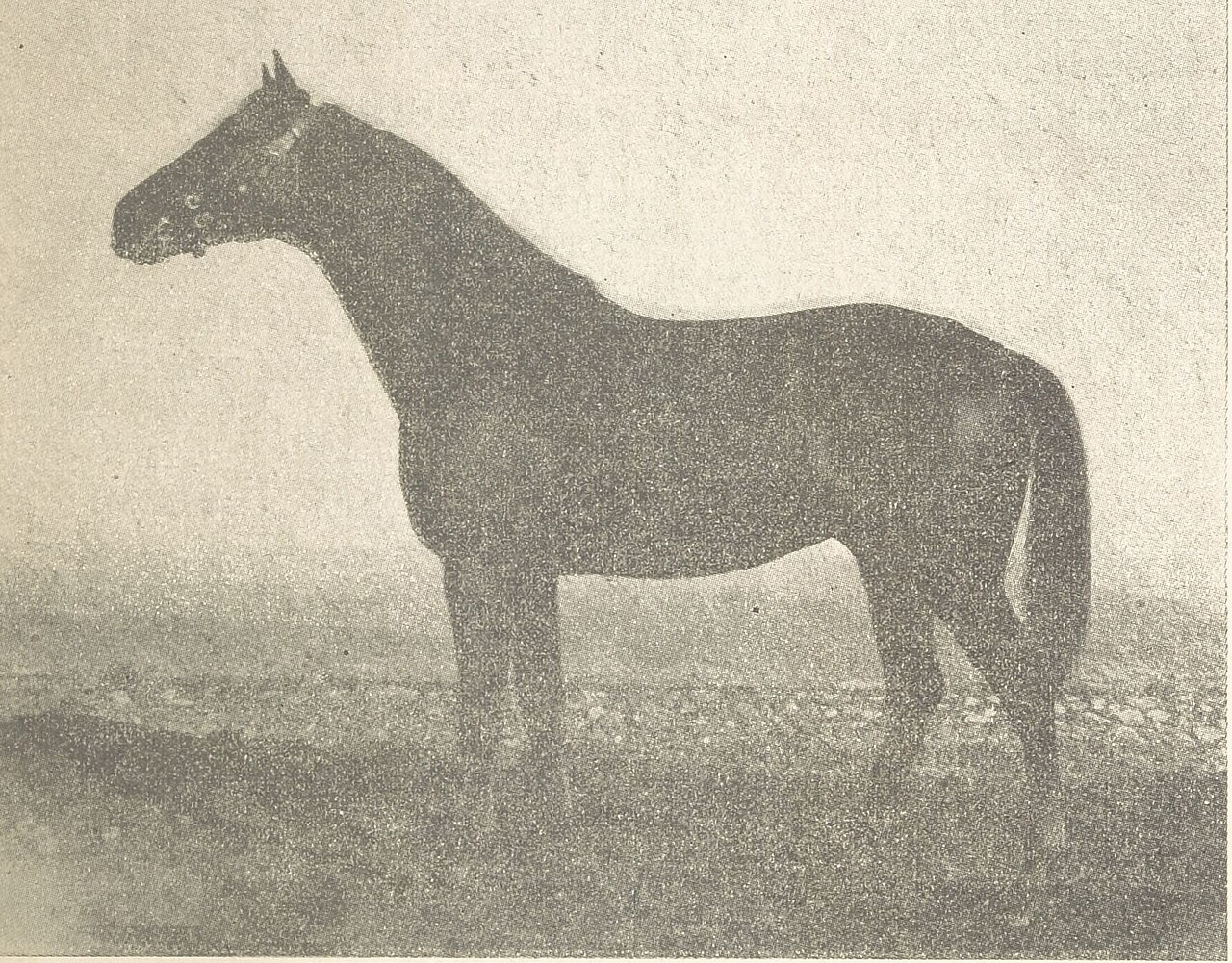 Anglo-barb horse