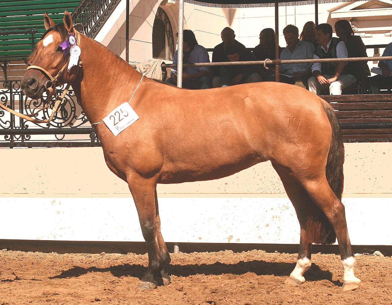 Criollo (rasa koni)