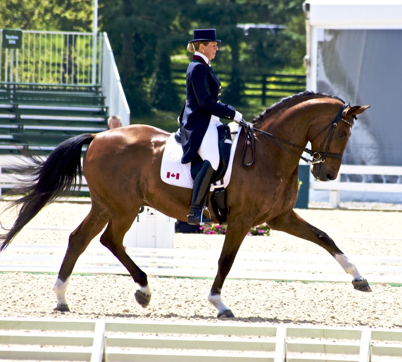 Canadian Sport Horse