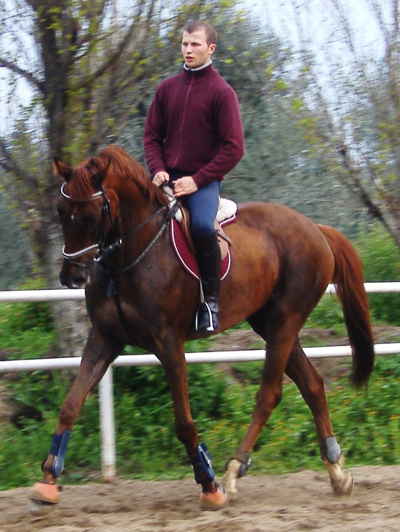 Angloarab sardyński