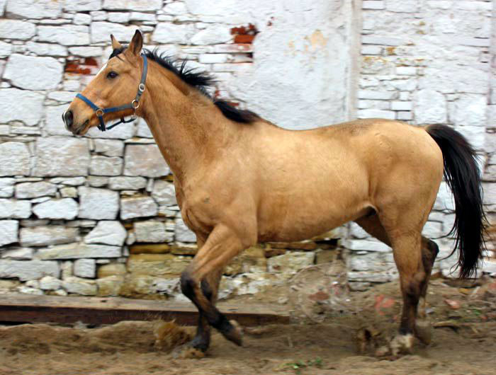 Koń kiński