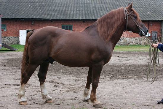 Koń toryjski