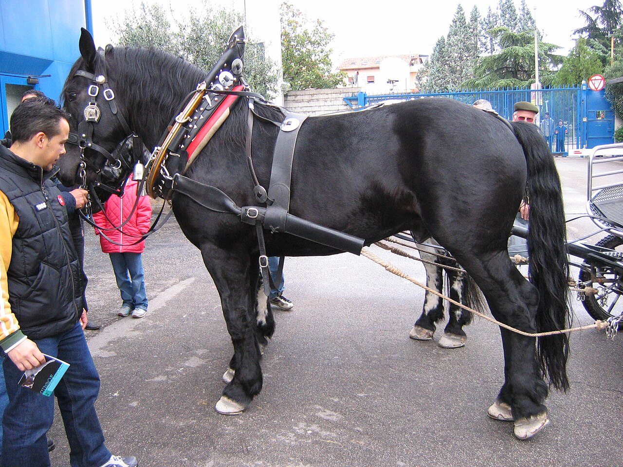 Noriker