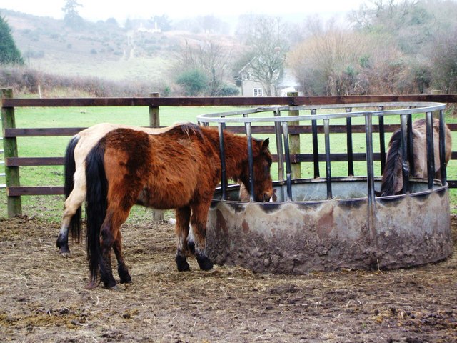 Kuc New Forest