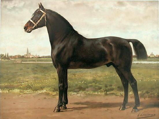 Groninger (rasa koni)