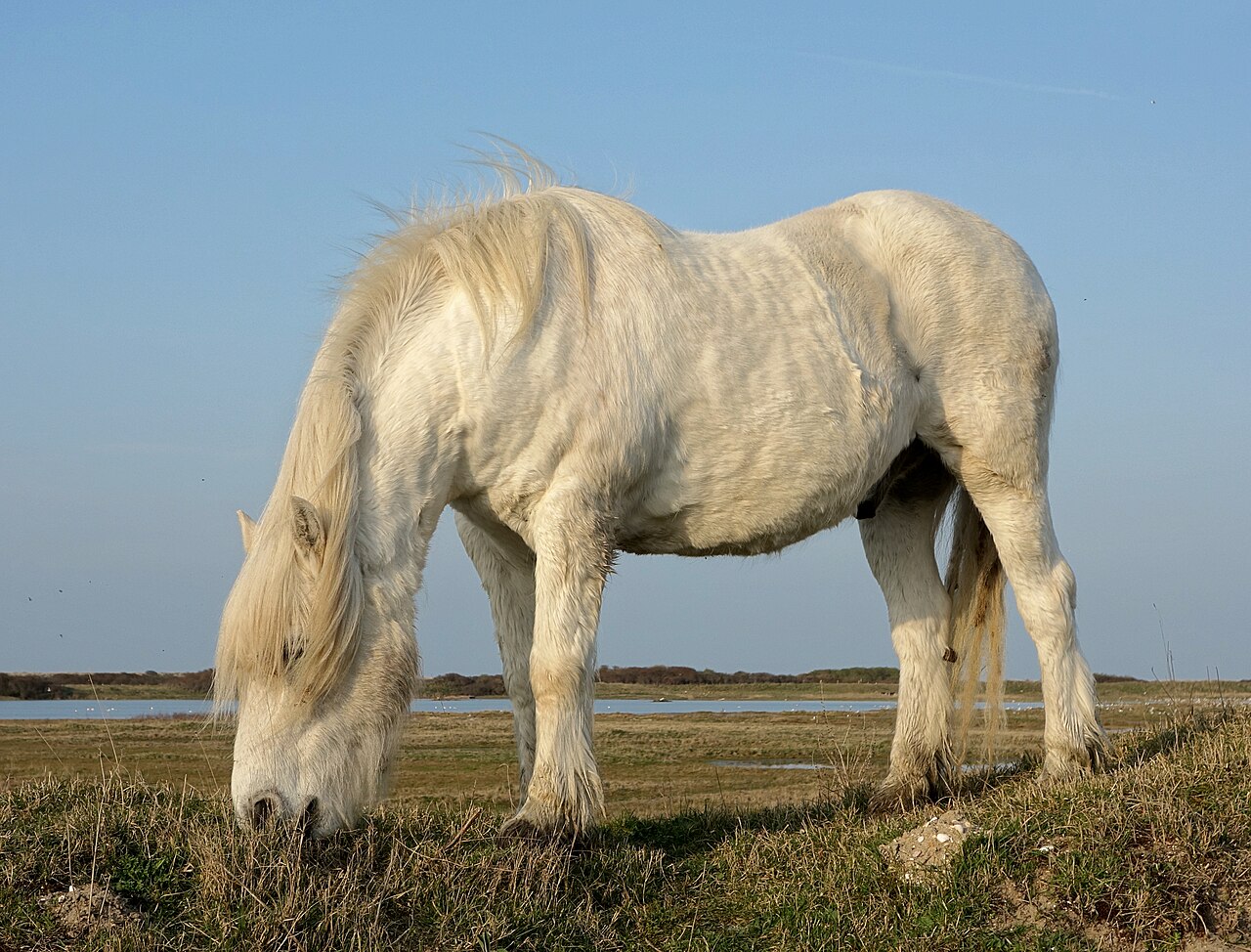 Highland (rasa koni)