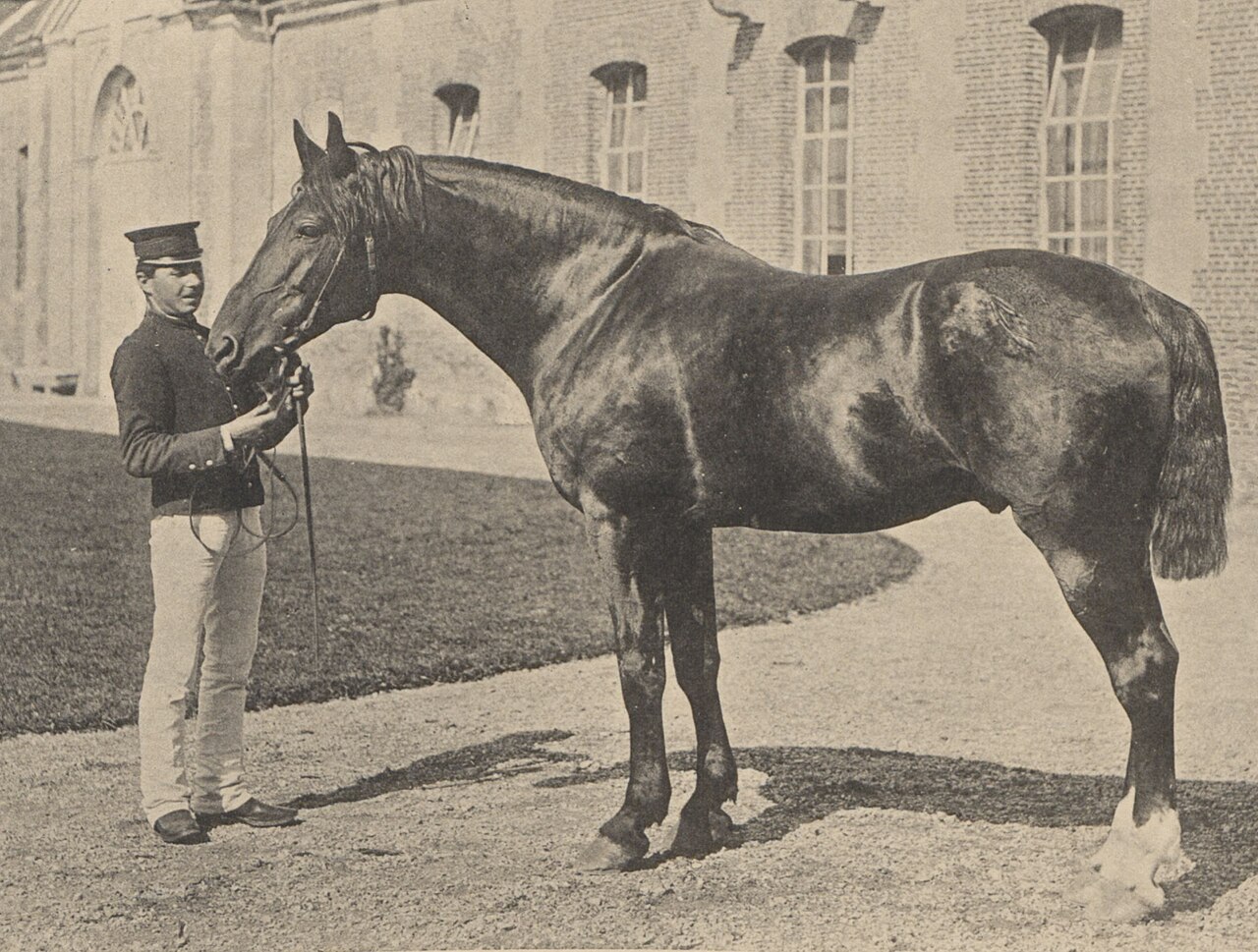 Normandzki cob