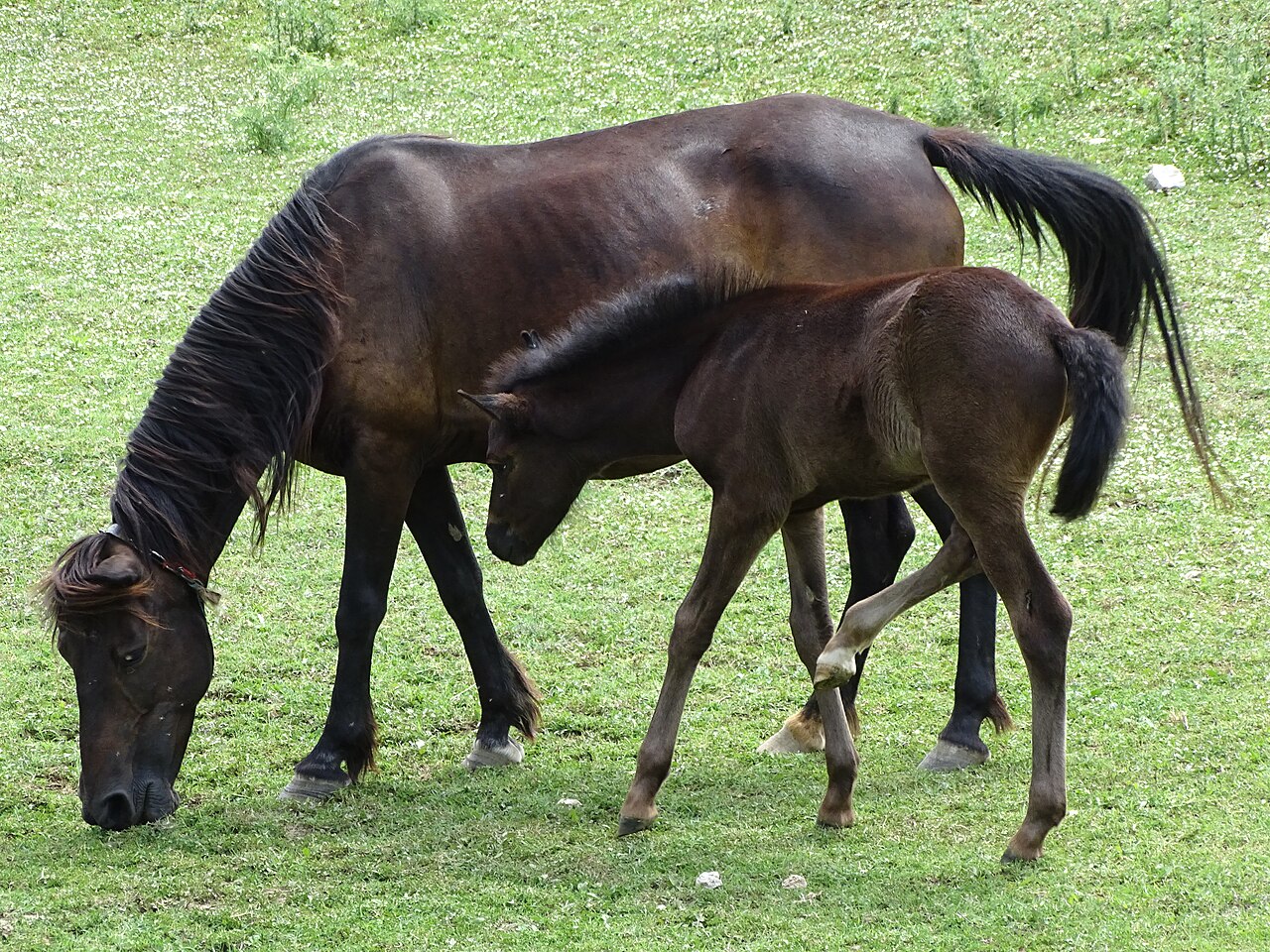 Albanian horse