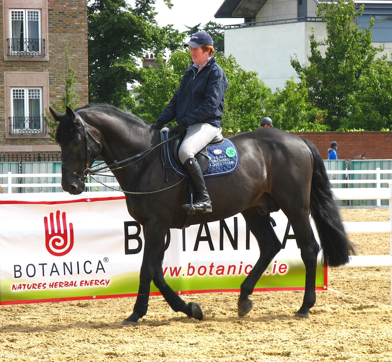 Irish Sport Horse