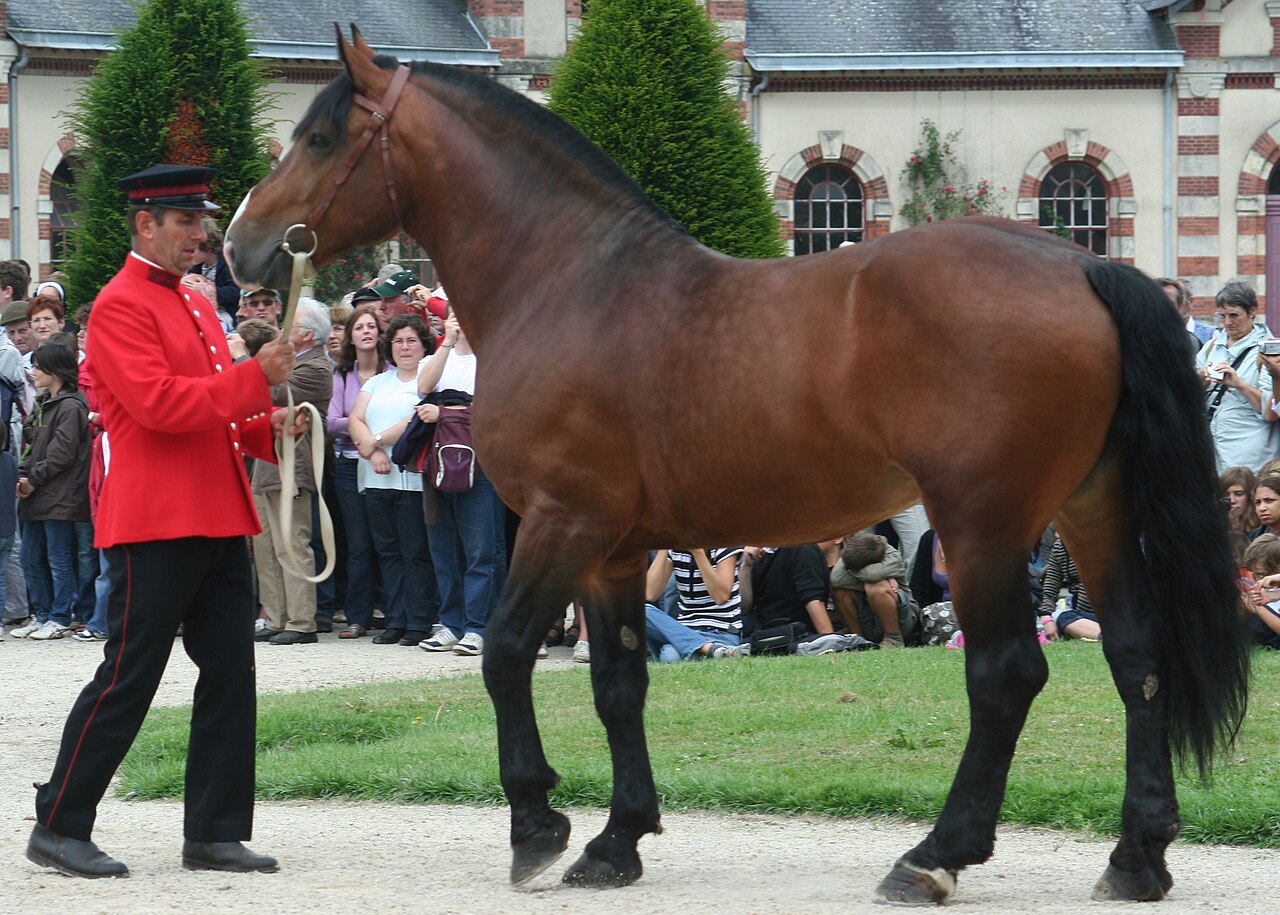 Normandzki cob