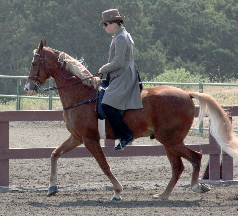 Tennessee Walker