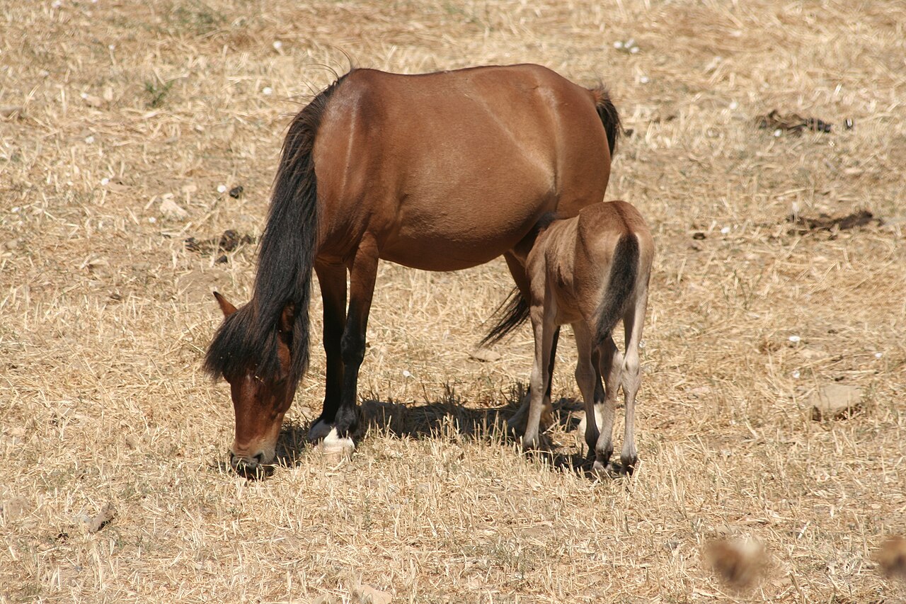 Kuc Skyros