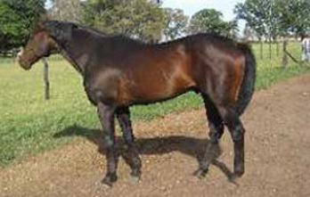 Caballo Polo Argentino