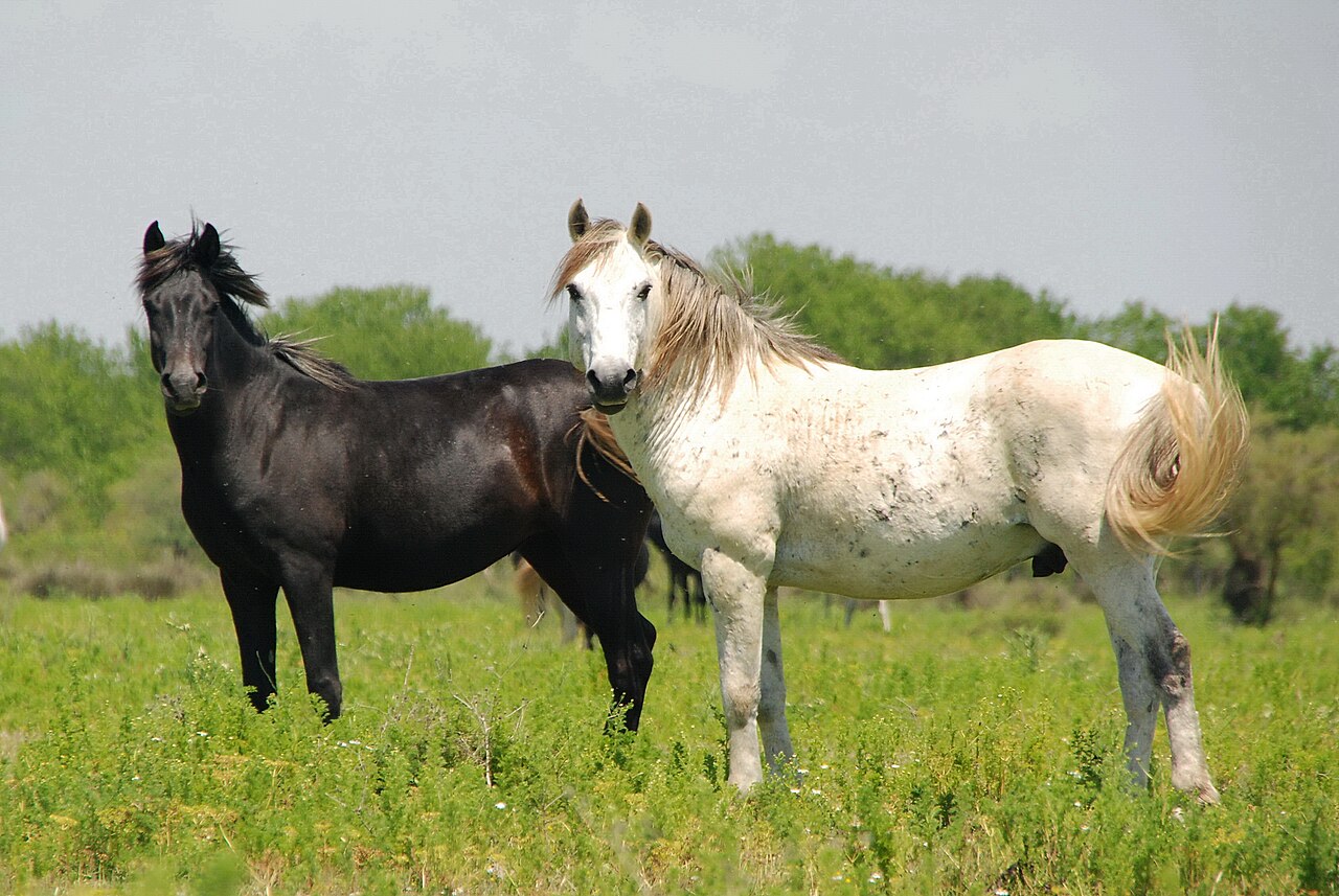 Axios horses
