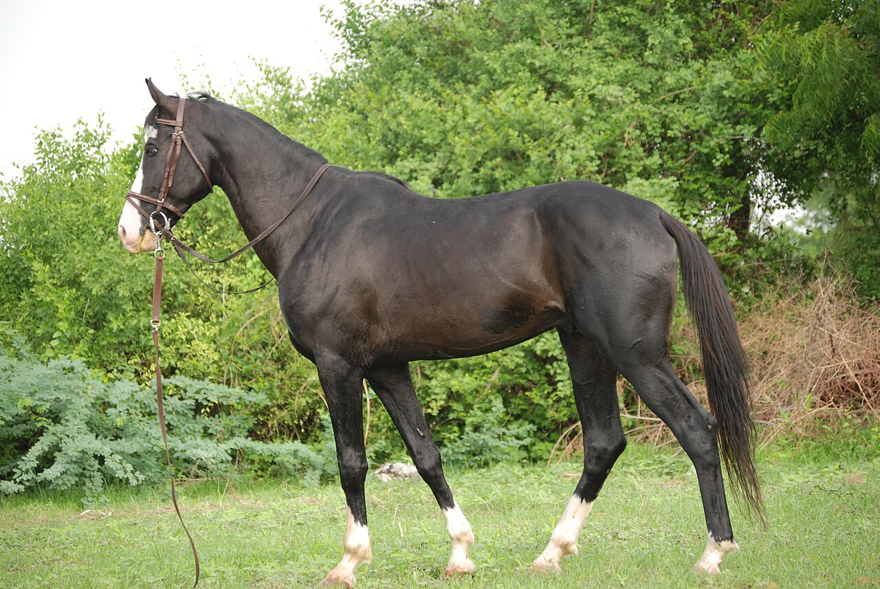 Marwari (koń)