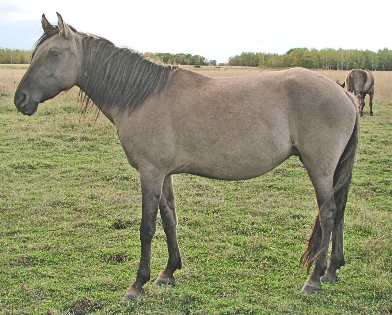 Kiger Mustang
