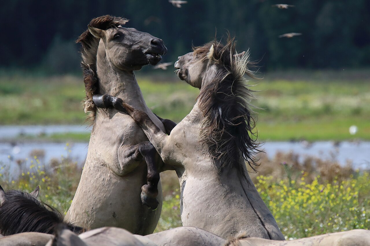Konik polski