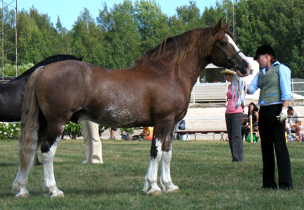 walijski cob