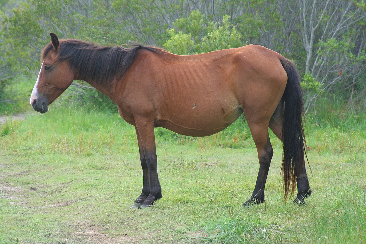 Banker horse