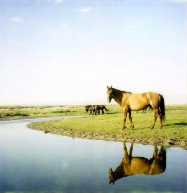 Balikun horse