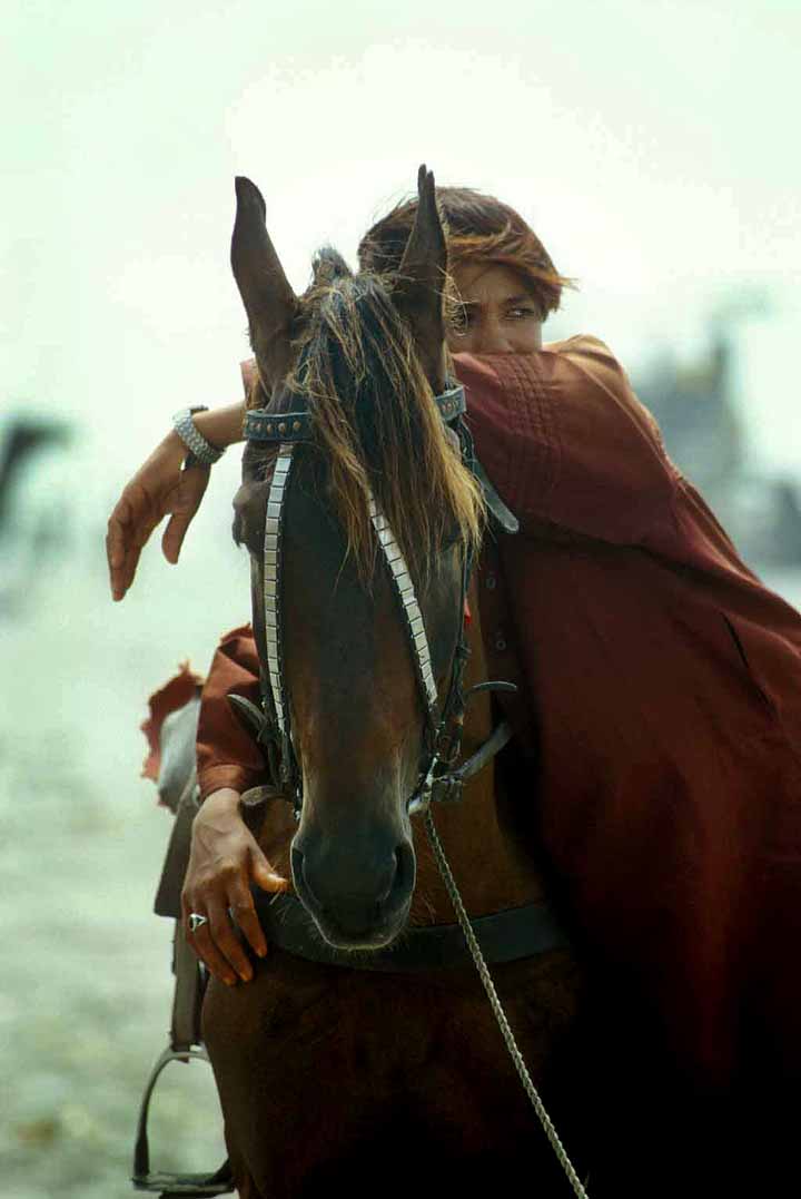 Baluchi horse