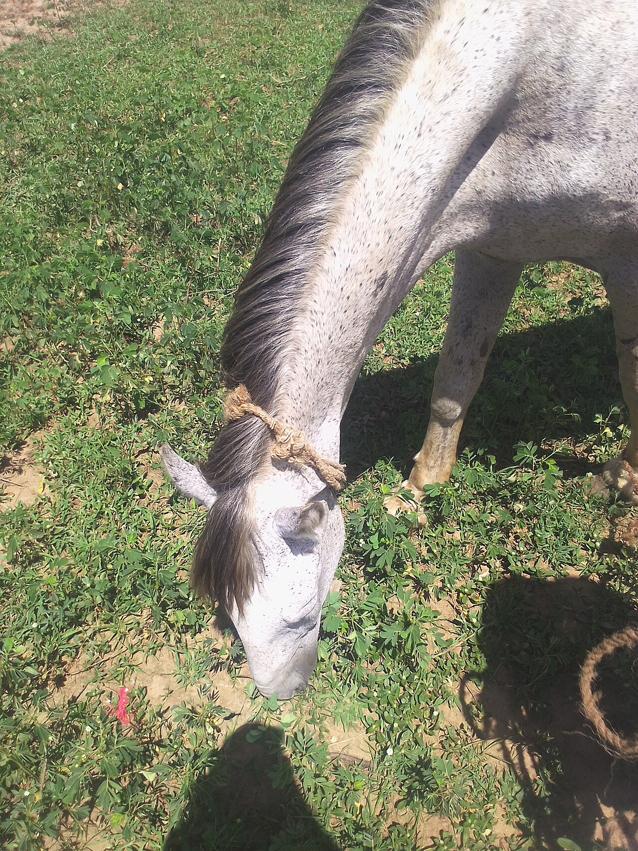 Bhirum pony
