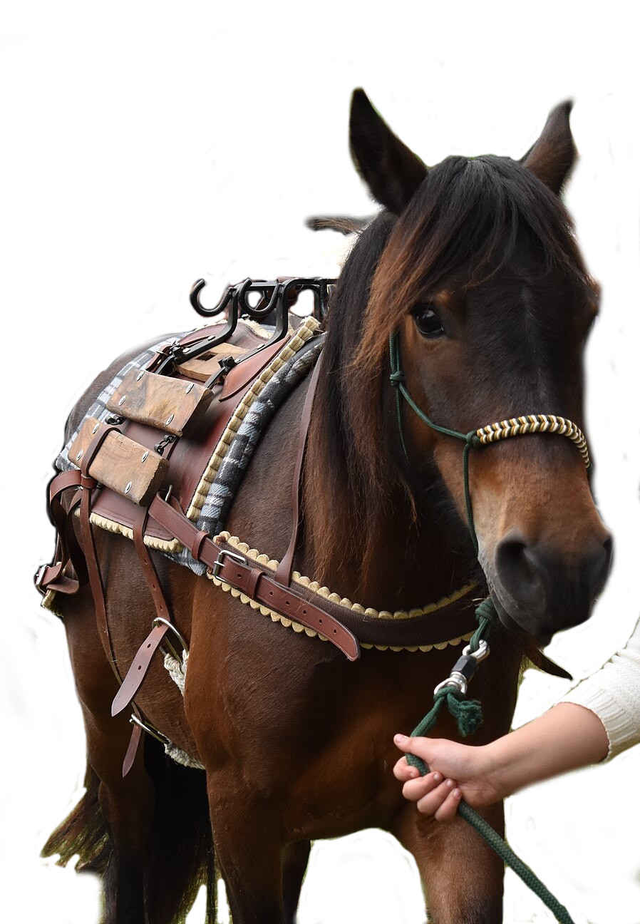 Castillonnais