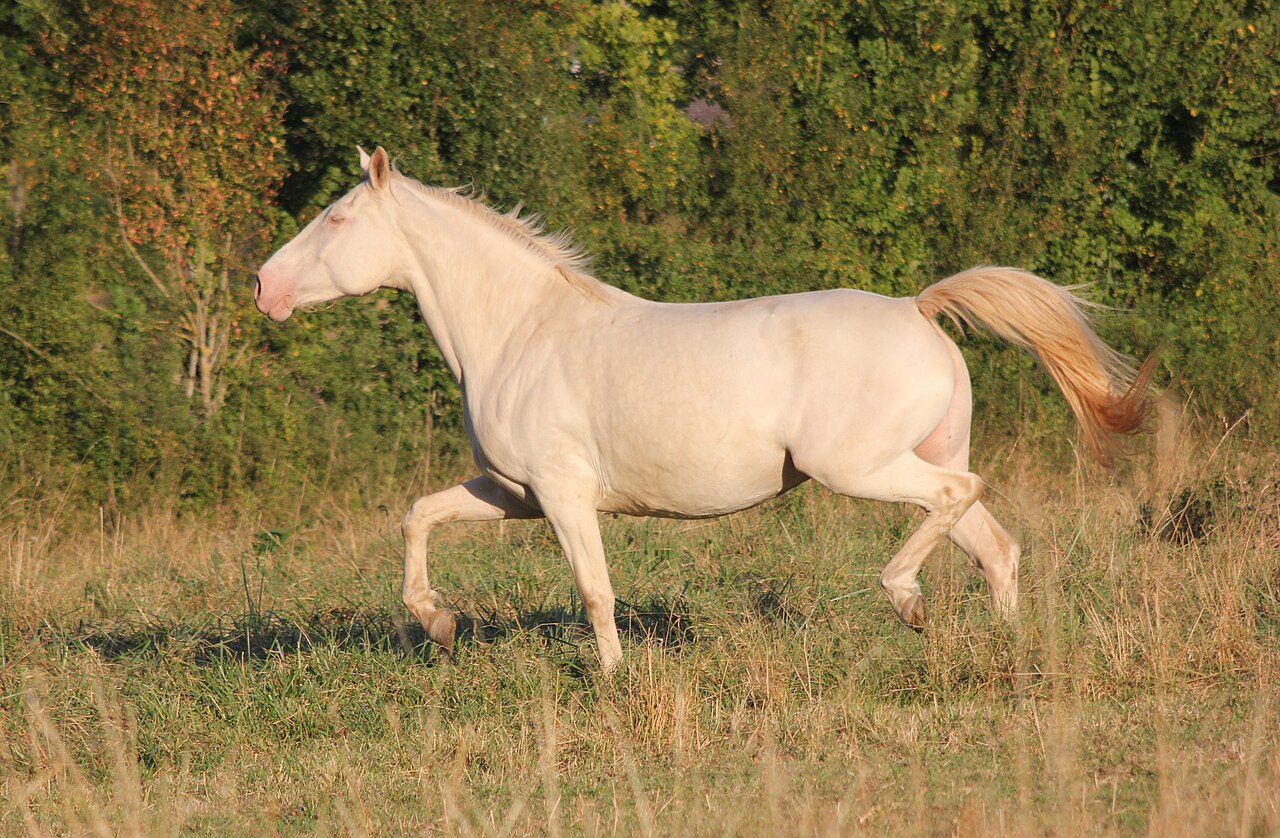 Albino (rasa koni)