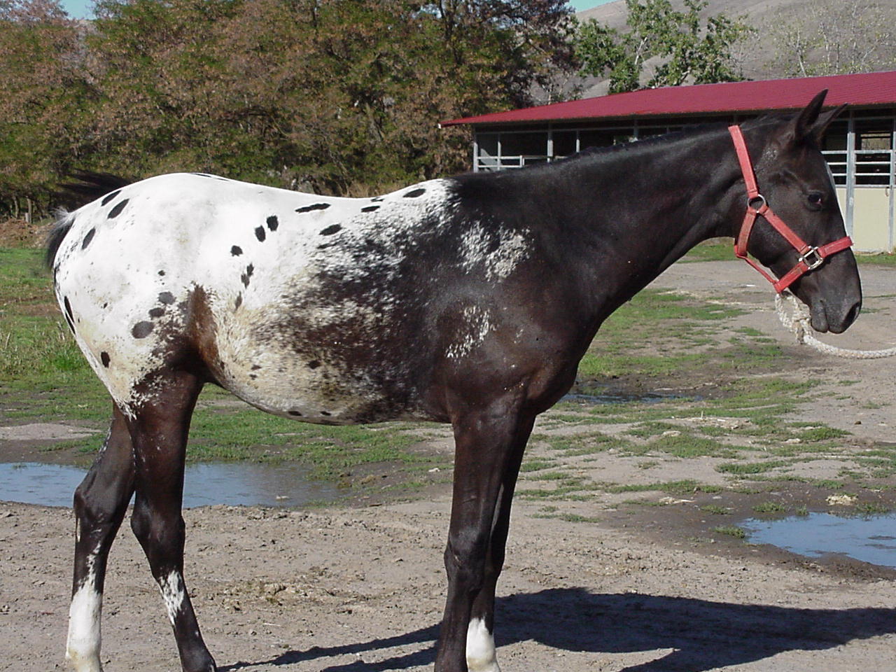 Nez Perce Horse