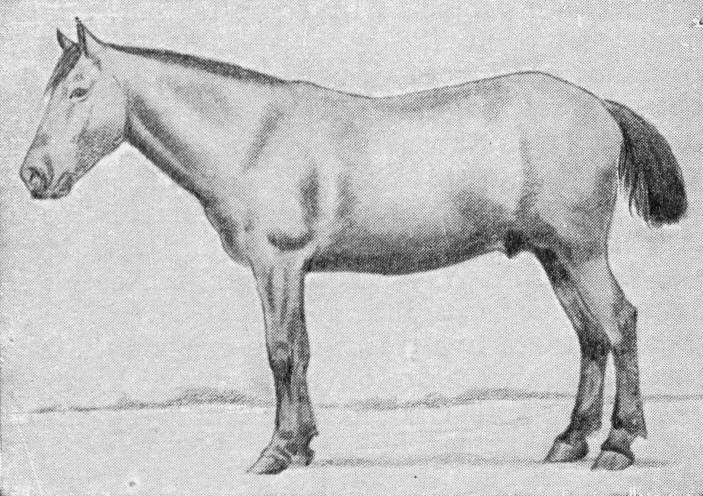Burmese Pony