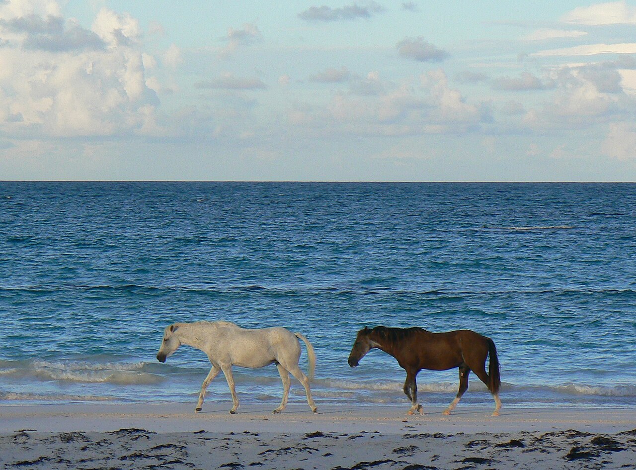 Abaco Barb