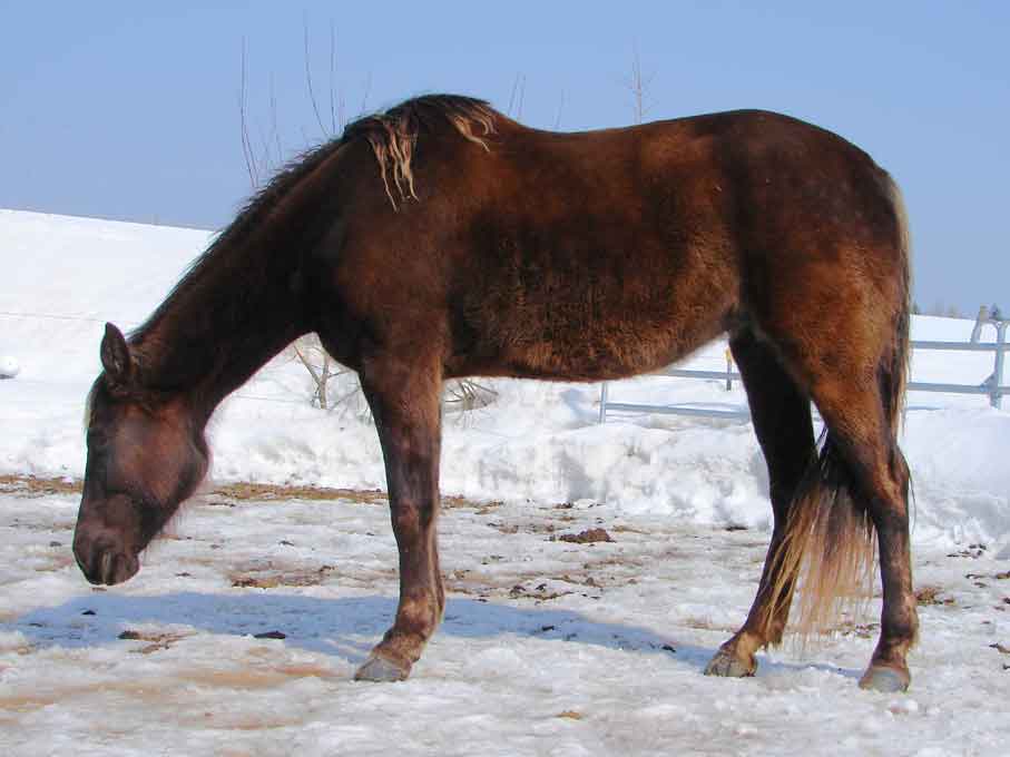 Kuc Rocky Mountain