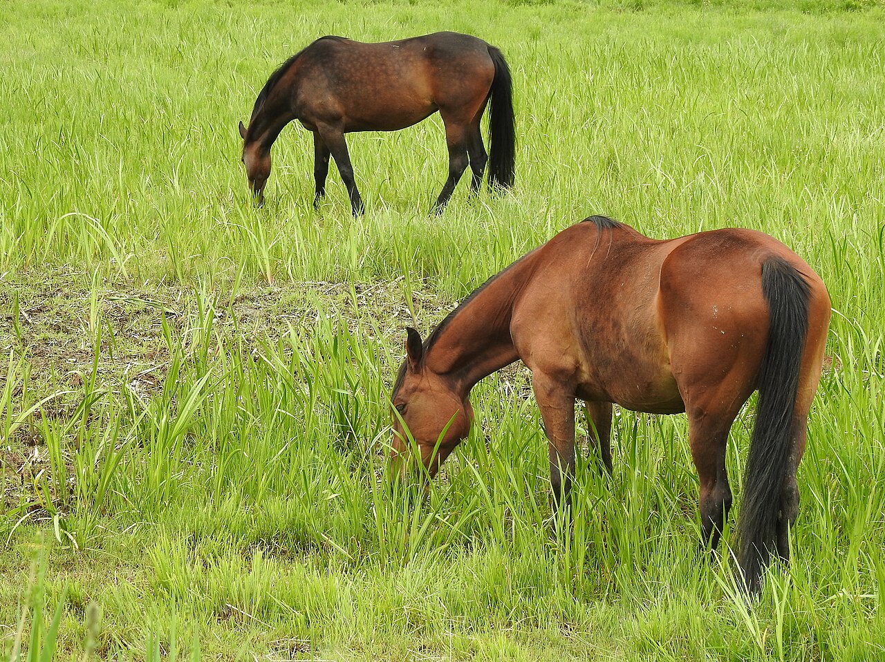 Austrian Warmblood