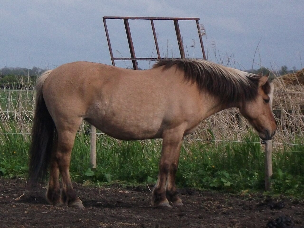 Henson horse