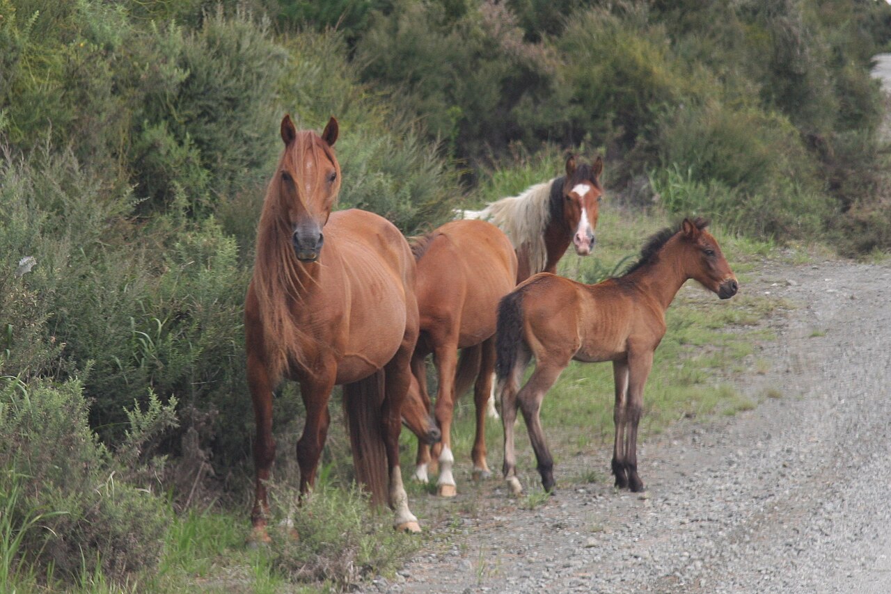 Kaimanawa horse