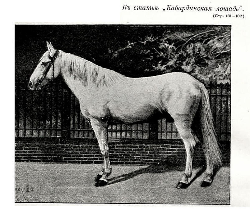 Koń kabardyński