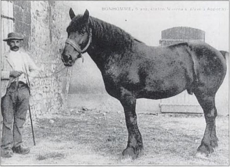 Nivernais horse