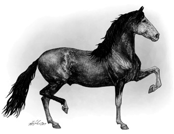 Costa Rican Saddle Horse