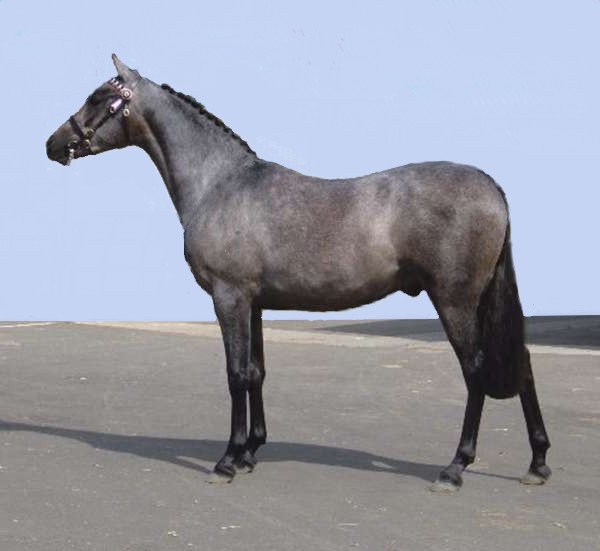 Australian Pony