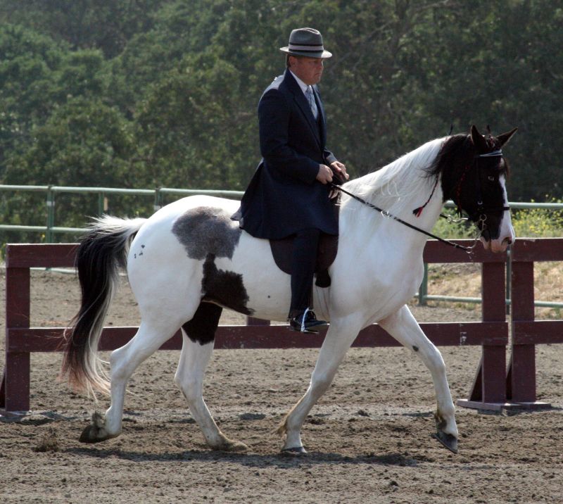 Spotted Saddle horse