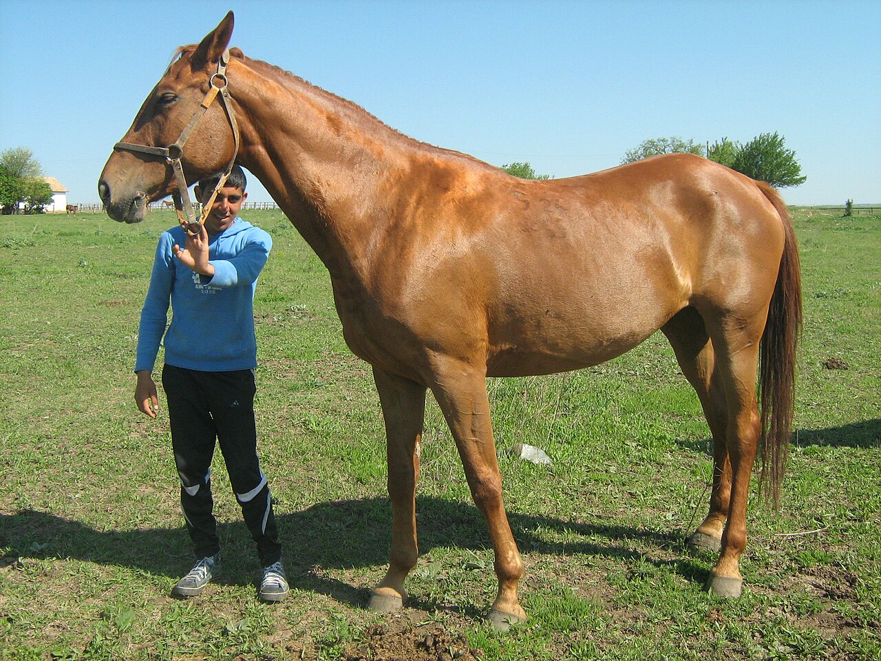 Koń pleweński
