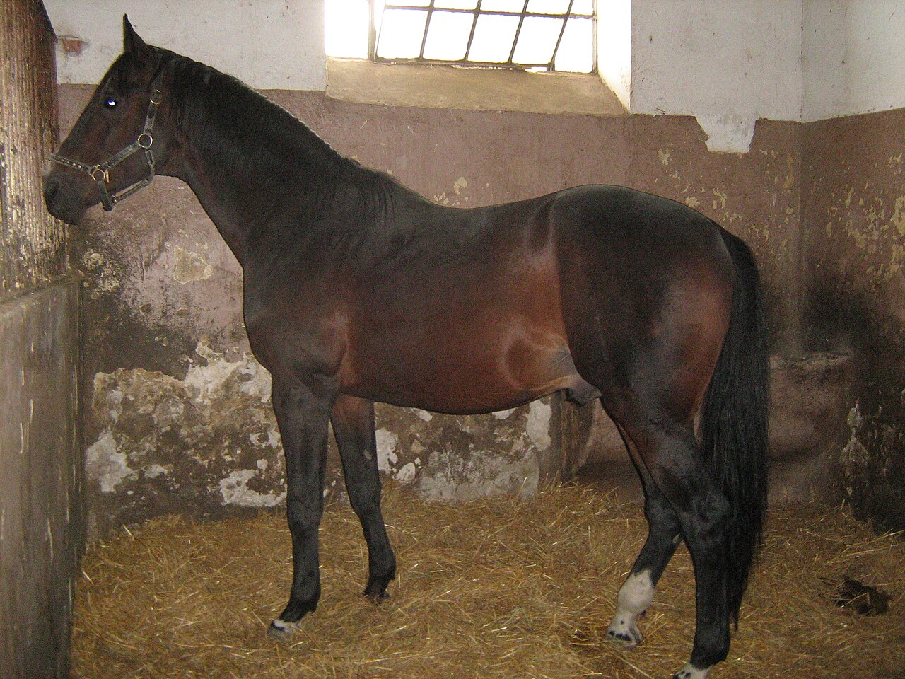Koń wschodniobułgarski