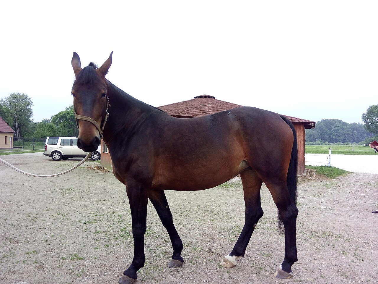 Koń śląski