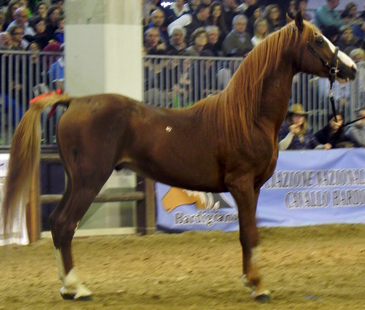 Persano horse